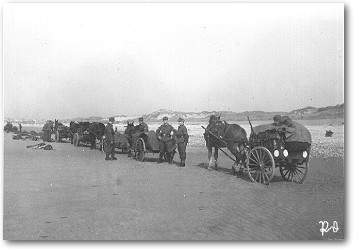Mules on Coast